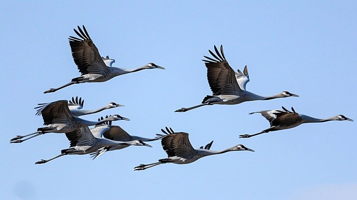 لماذا تهاجر الطيور