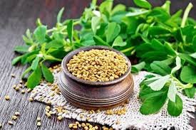 فوائد الحلبة للنساء وأضرارها
